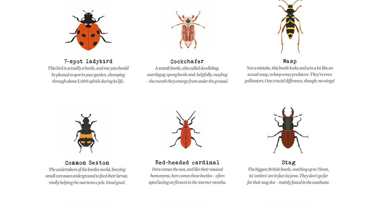 Spot illustrations of British Beetles for Simple Things magazine