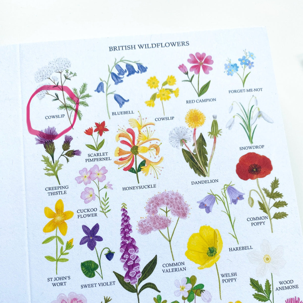 Greetings Cards - SECONDS & CLEARANCE - Sarah Frances