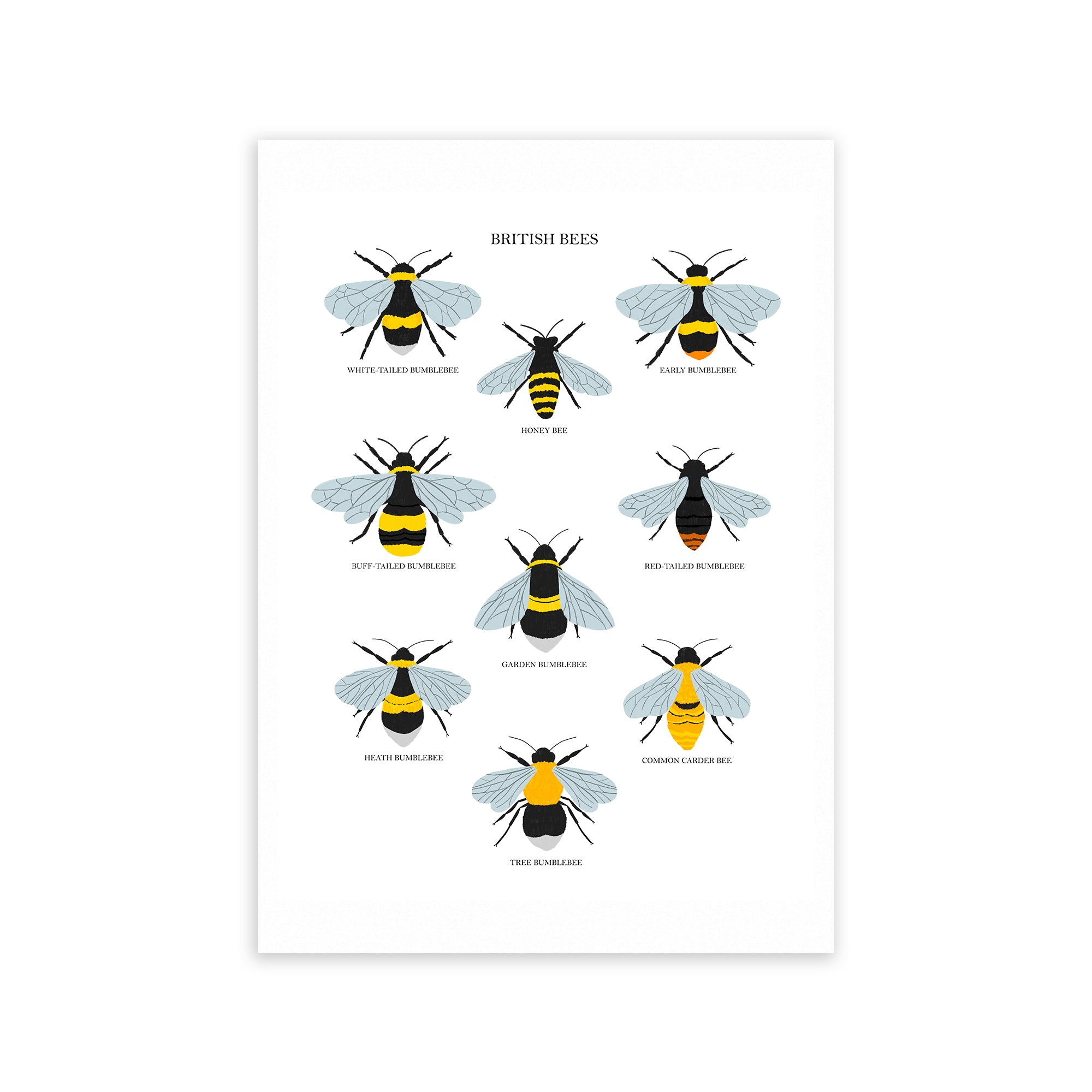 British Bees Fine Art Print - Sarah Frances
