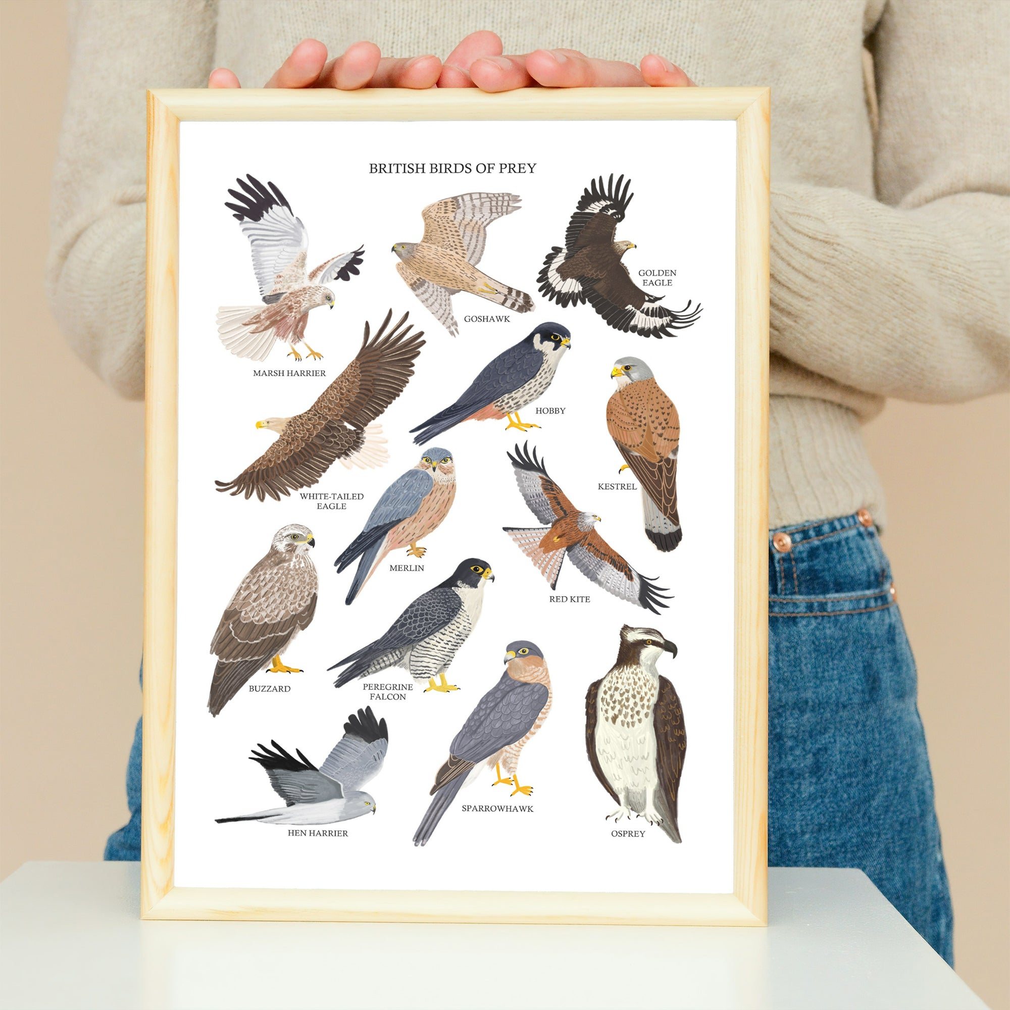 British Birds of Prey Art Print - Sarah Frances