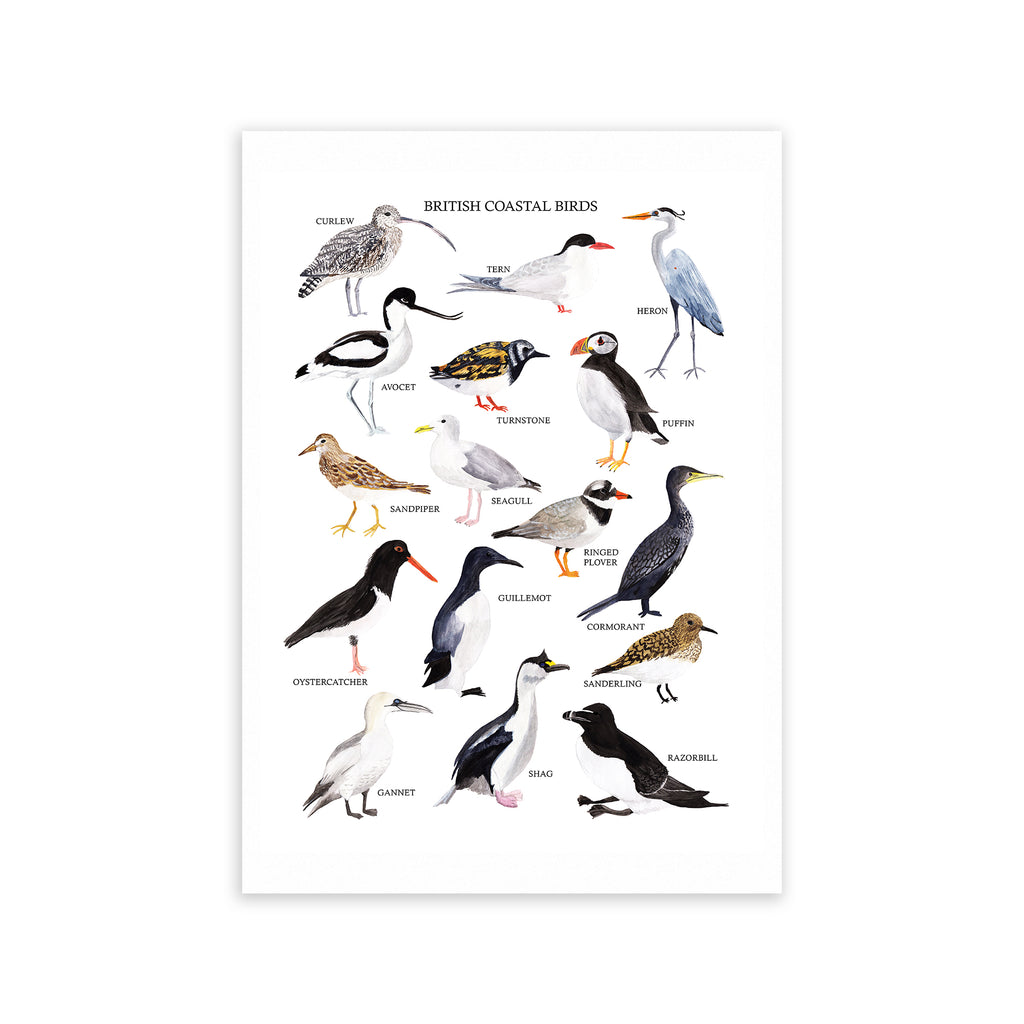 British Coastal Birds Fine Art Print - Sarah Frances 