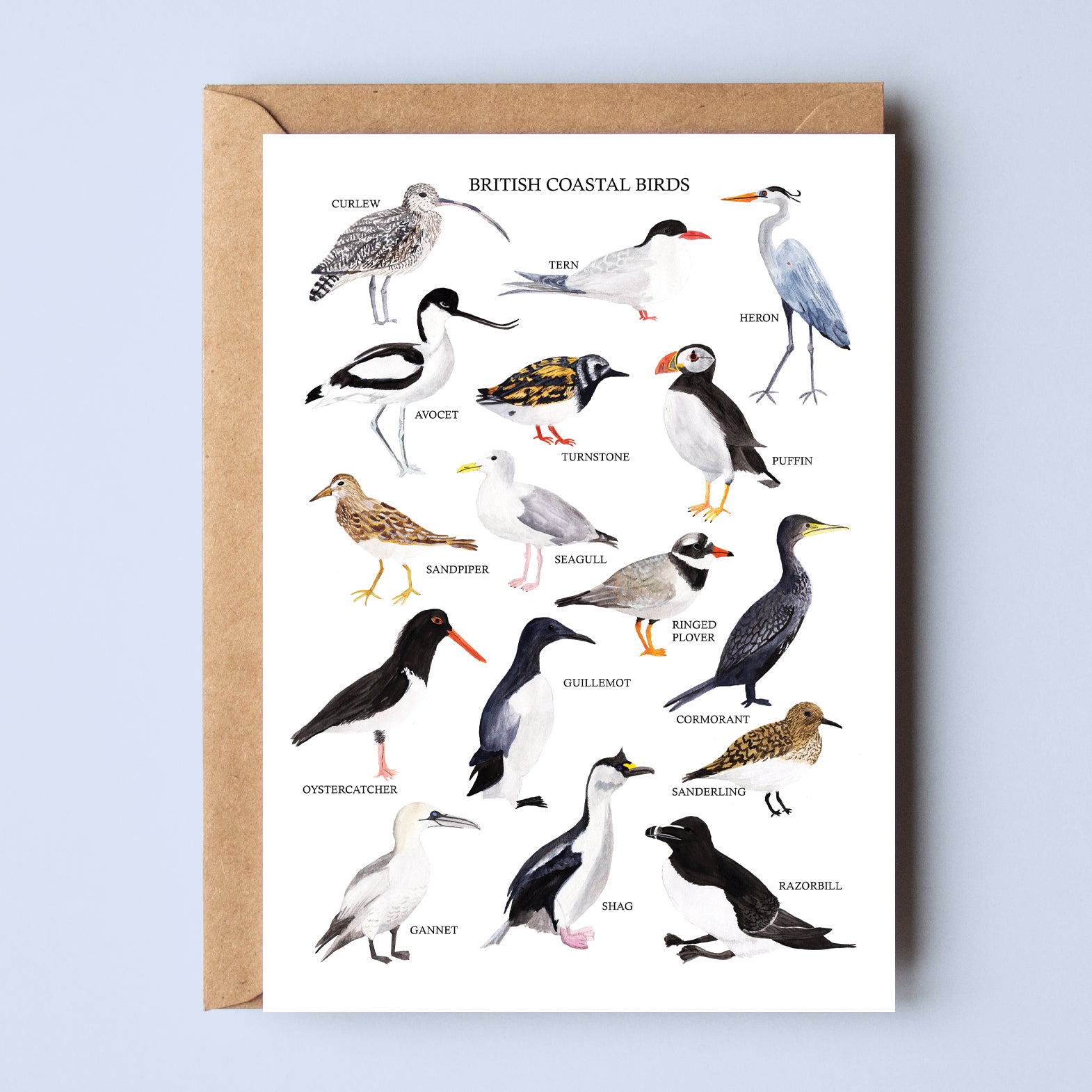 British Coastal Birds Greetings Card - Sarah Frances