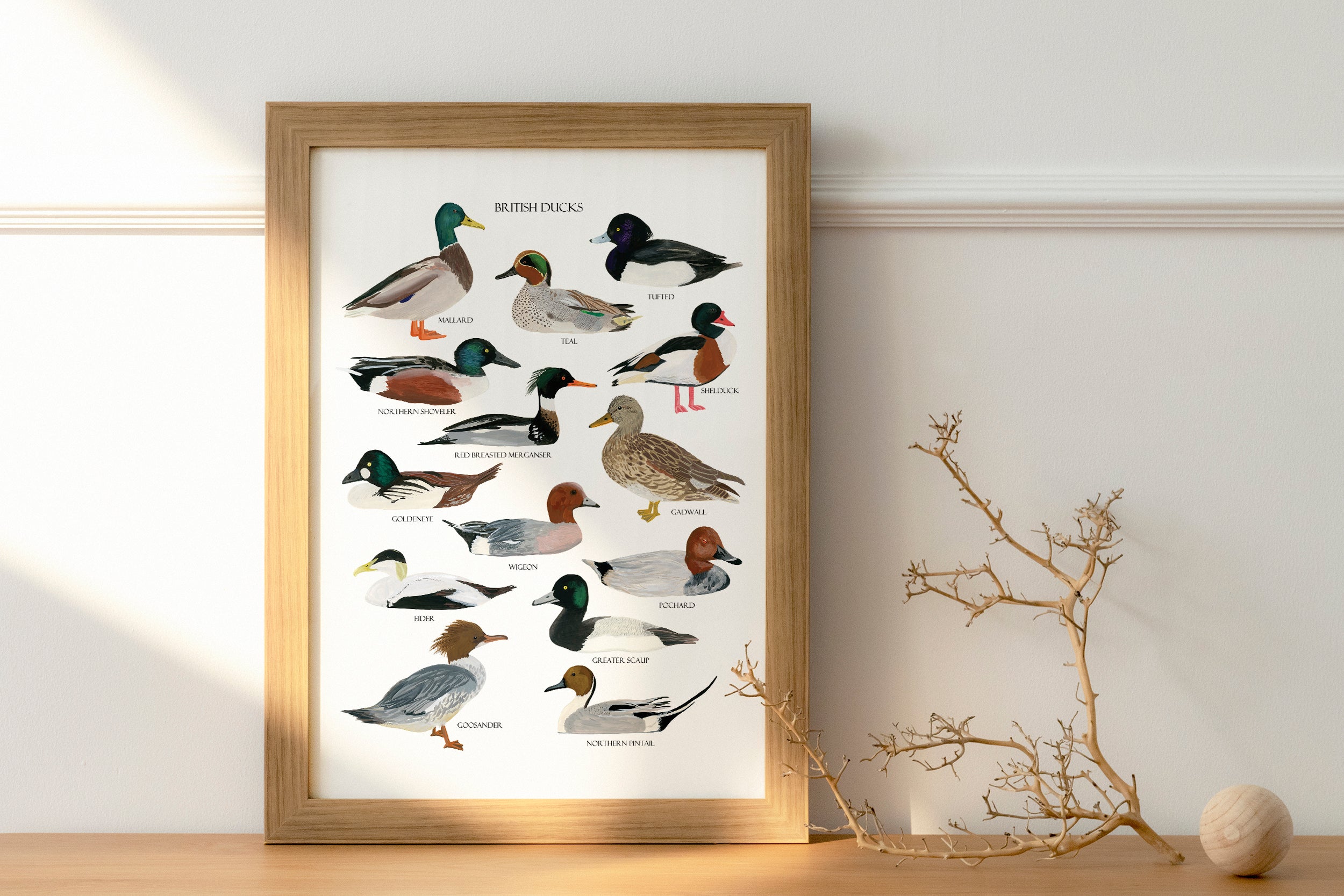 British Ducks Art Print - Sarah Frances