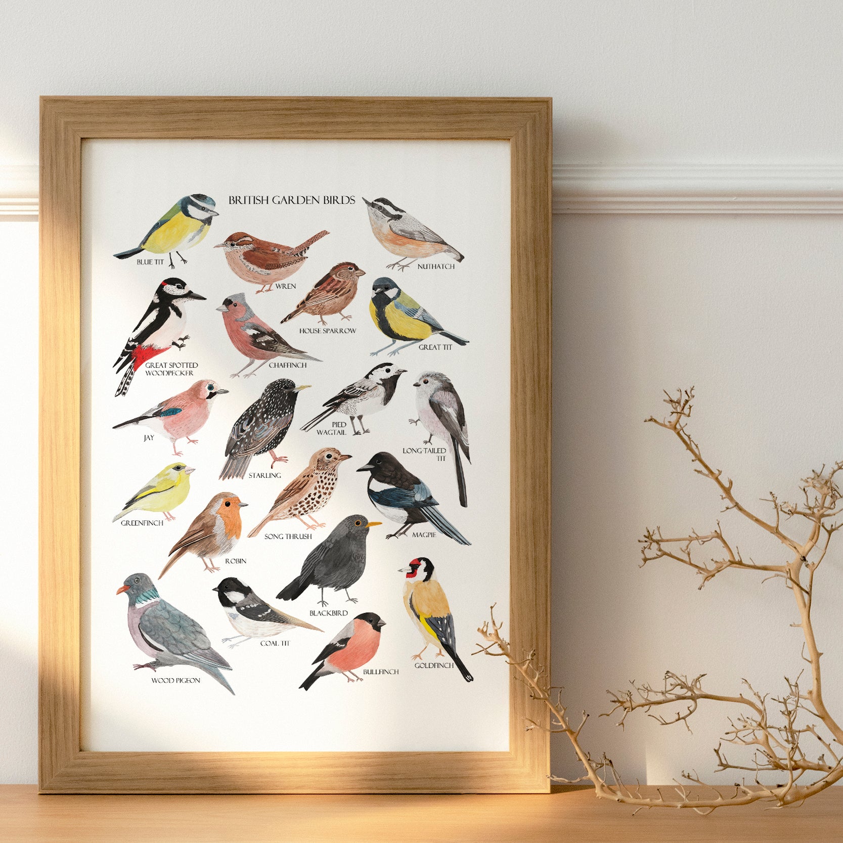 British Garden Birds Fine Art Print - Sarah Frances