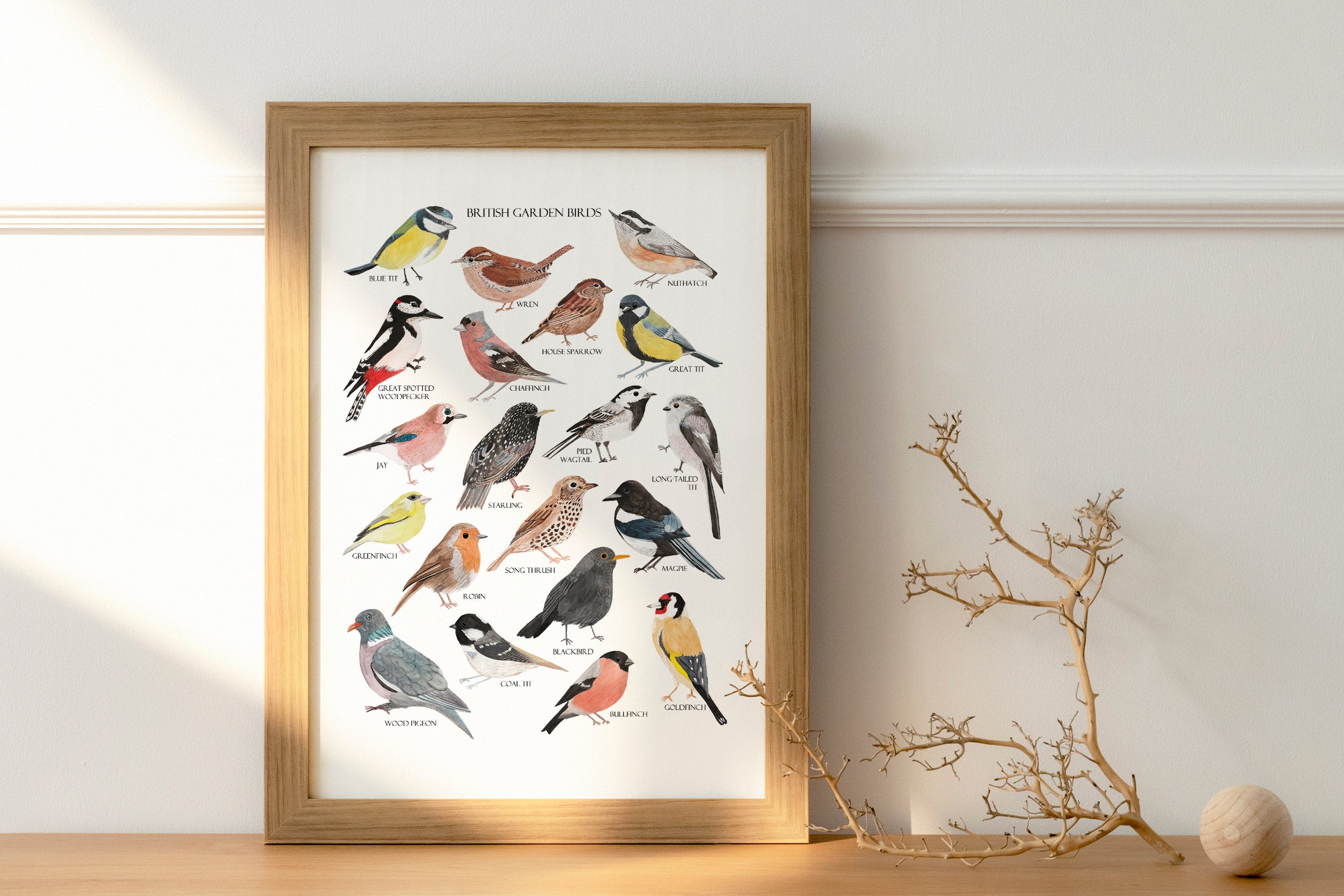 British Garden Birds Fine Art Print - Sarah Frances
