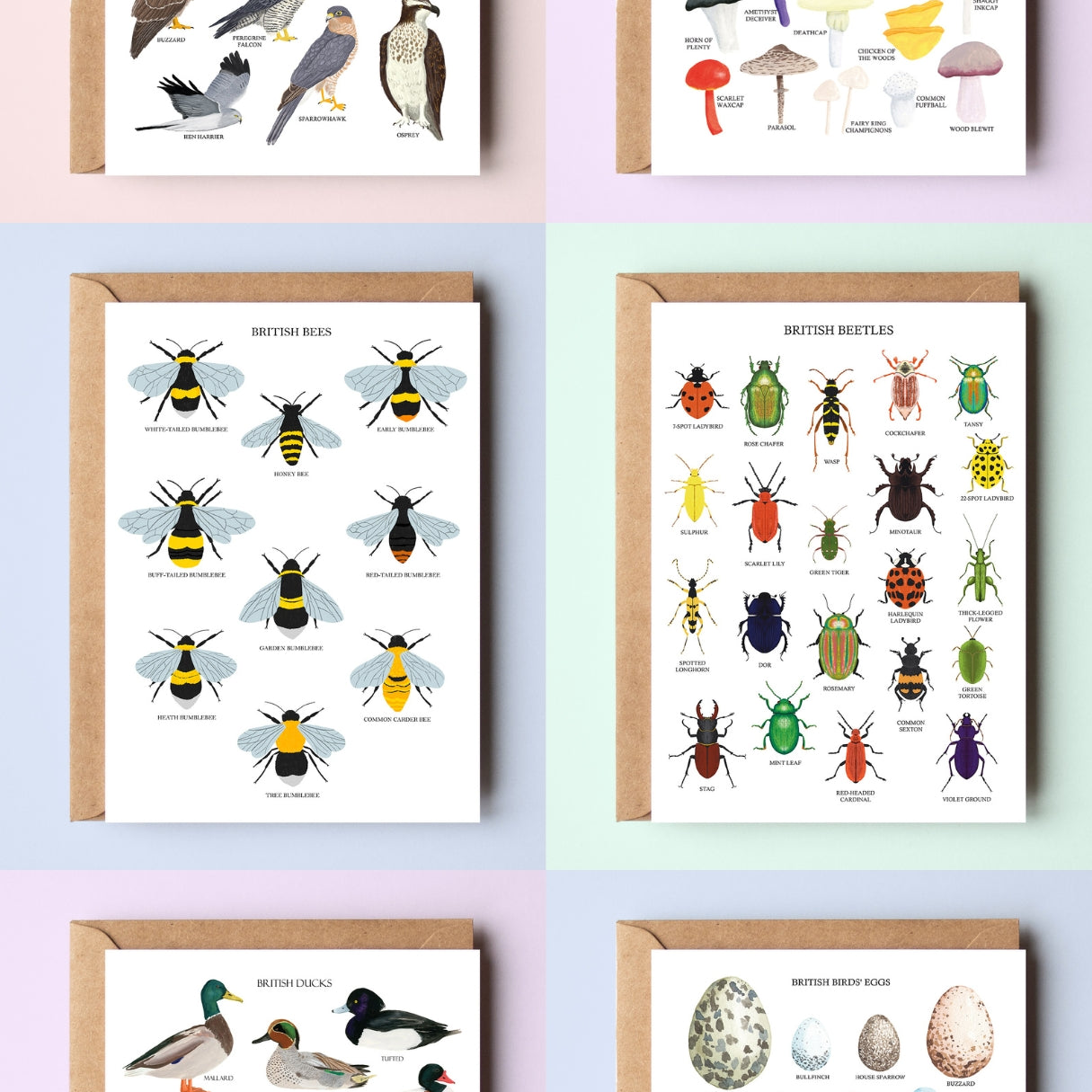 British Nature Greetings Card Packs - Two Volumes - Sarah Frances