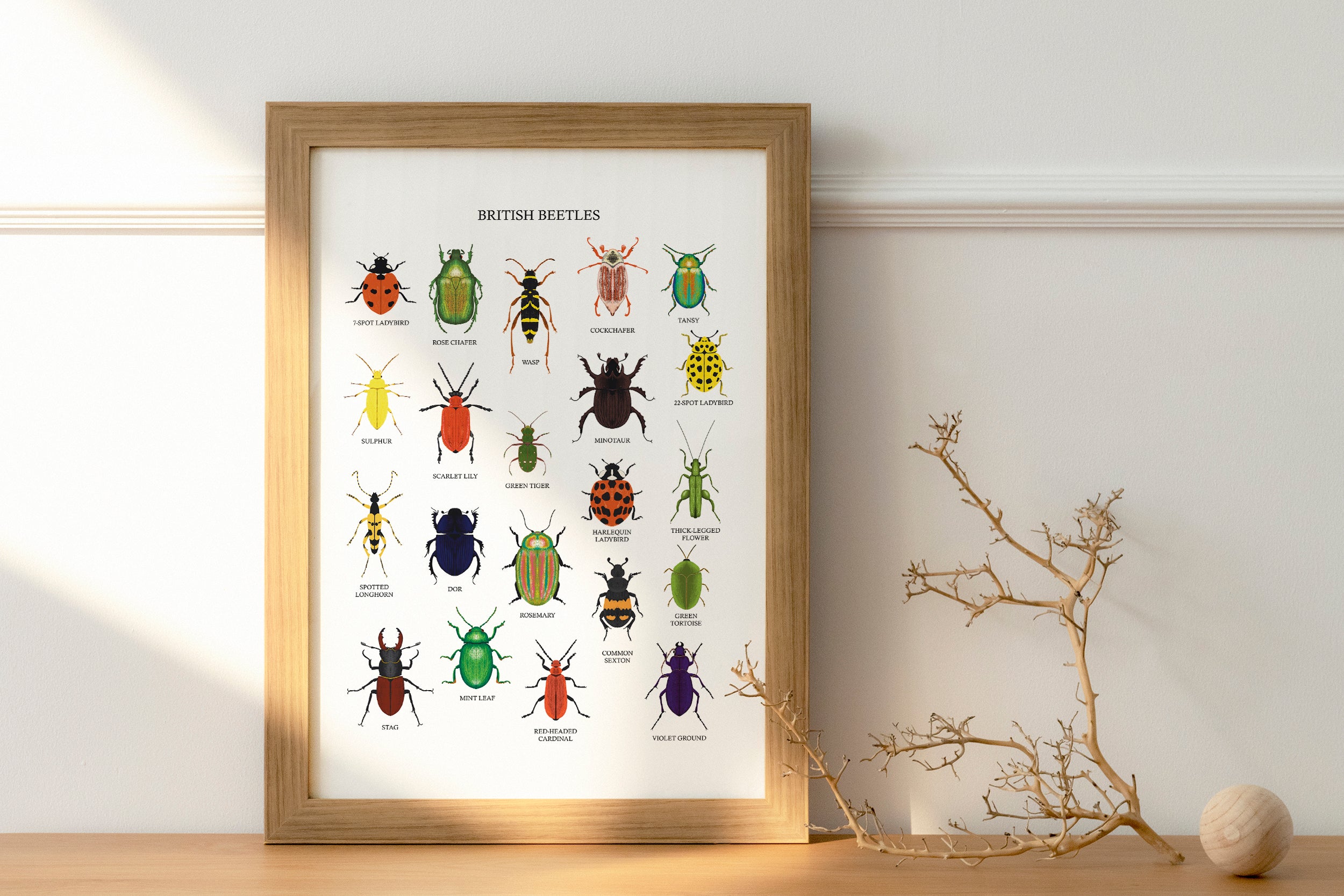 British Beetles Art Print - Sarah Frances