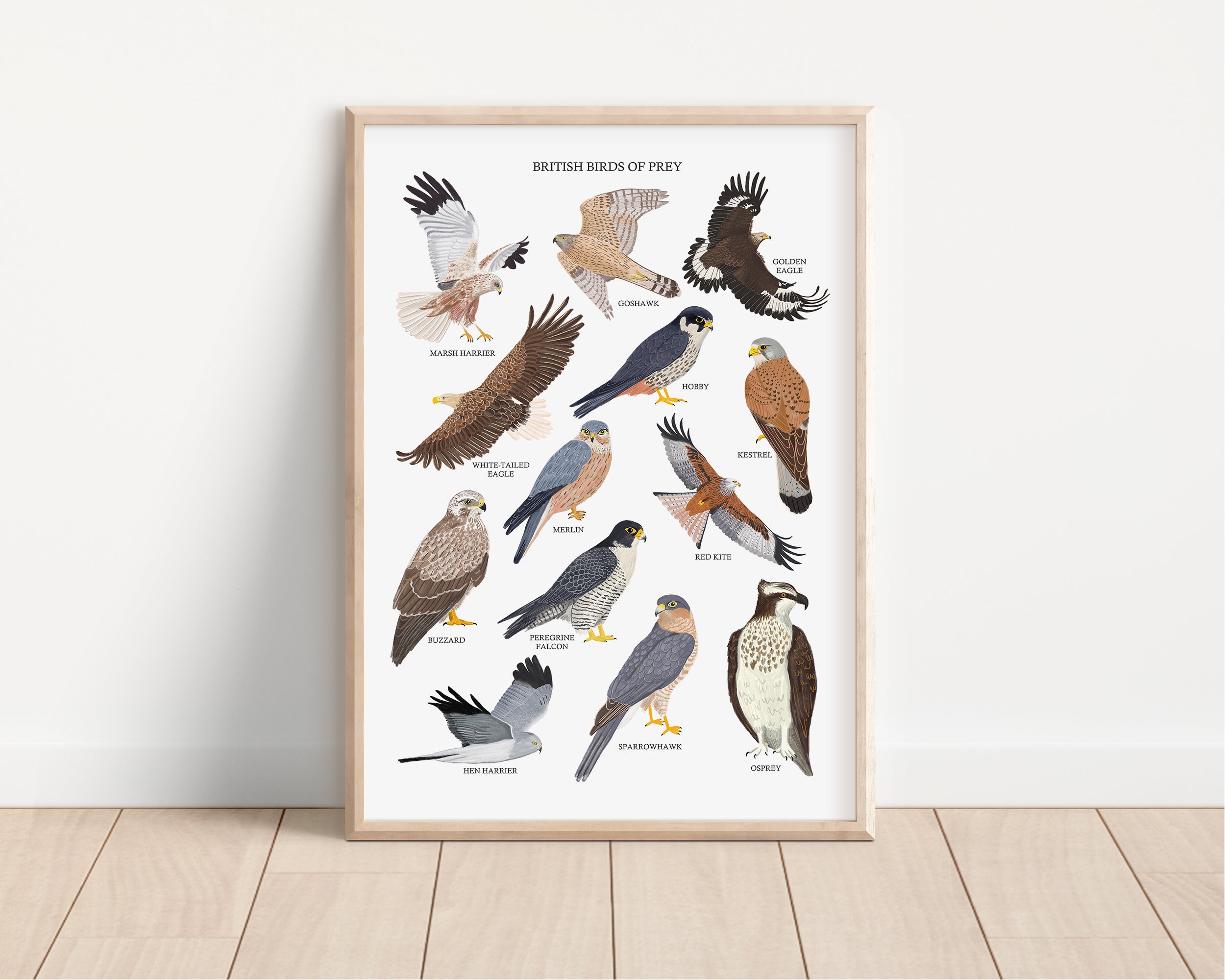 British Birds of Prey Art Print - Sarah Frances