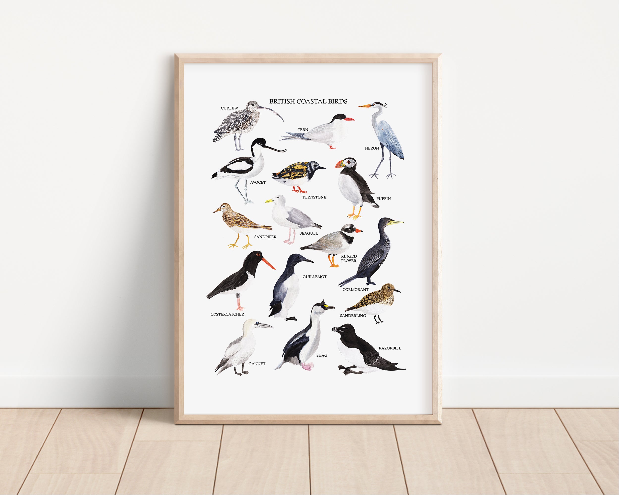 British Coastal Birds Art Print - Sarah Frances