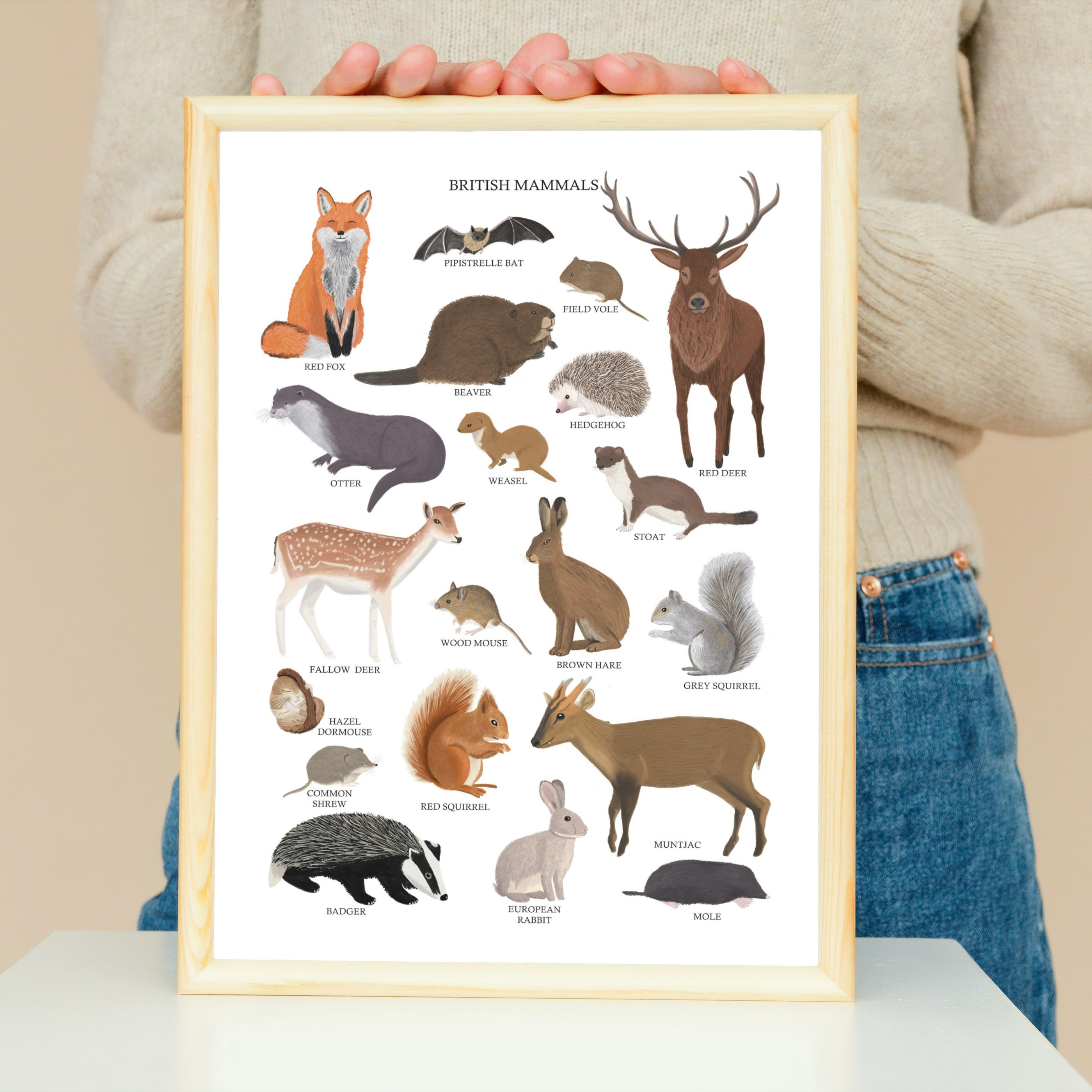 British Mammals Art Print - Sarah Frances