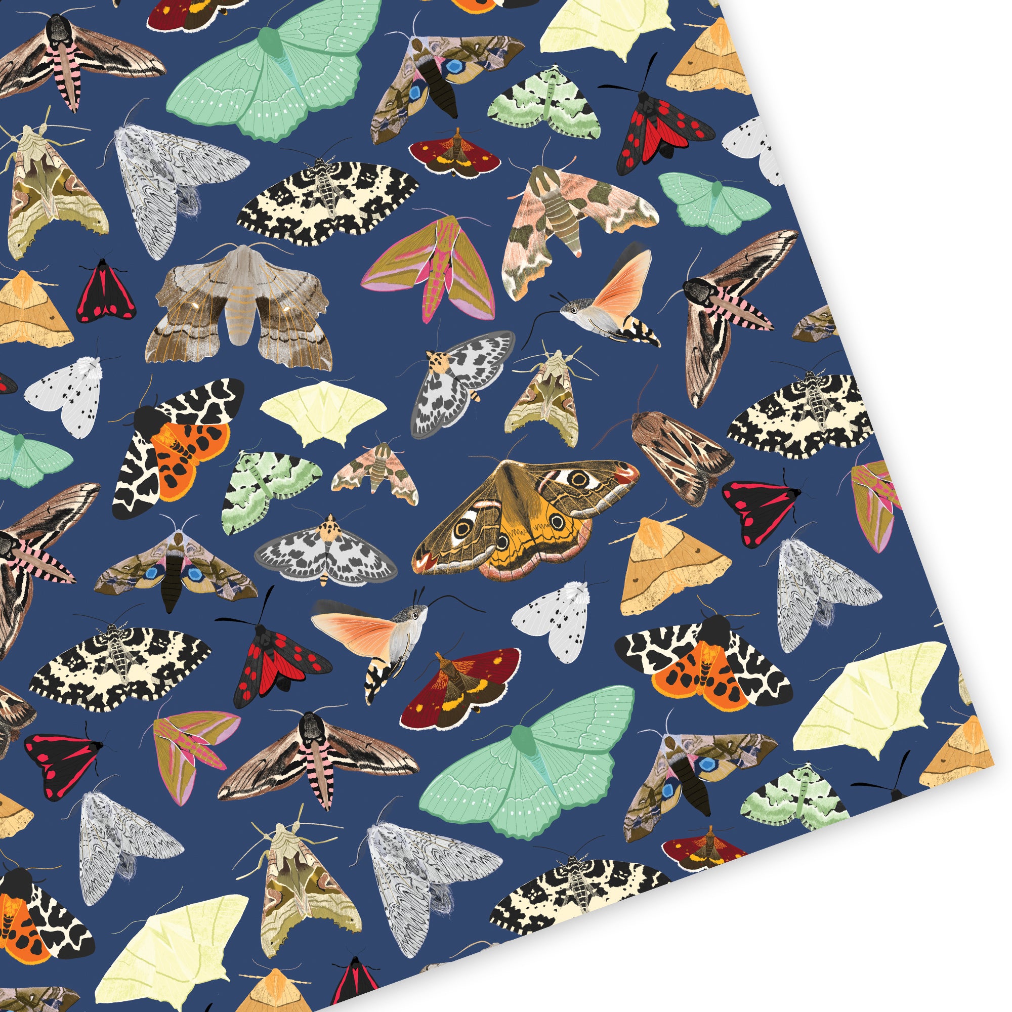 British Moths Wrapping Paper - Sarah Frances