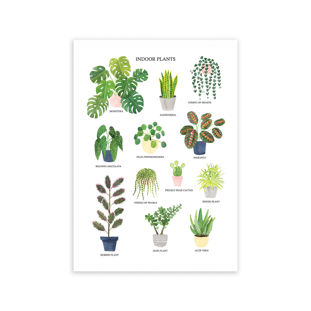Indoor Plants Fine Art Print - Sarah Frances 