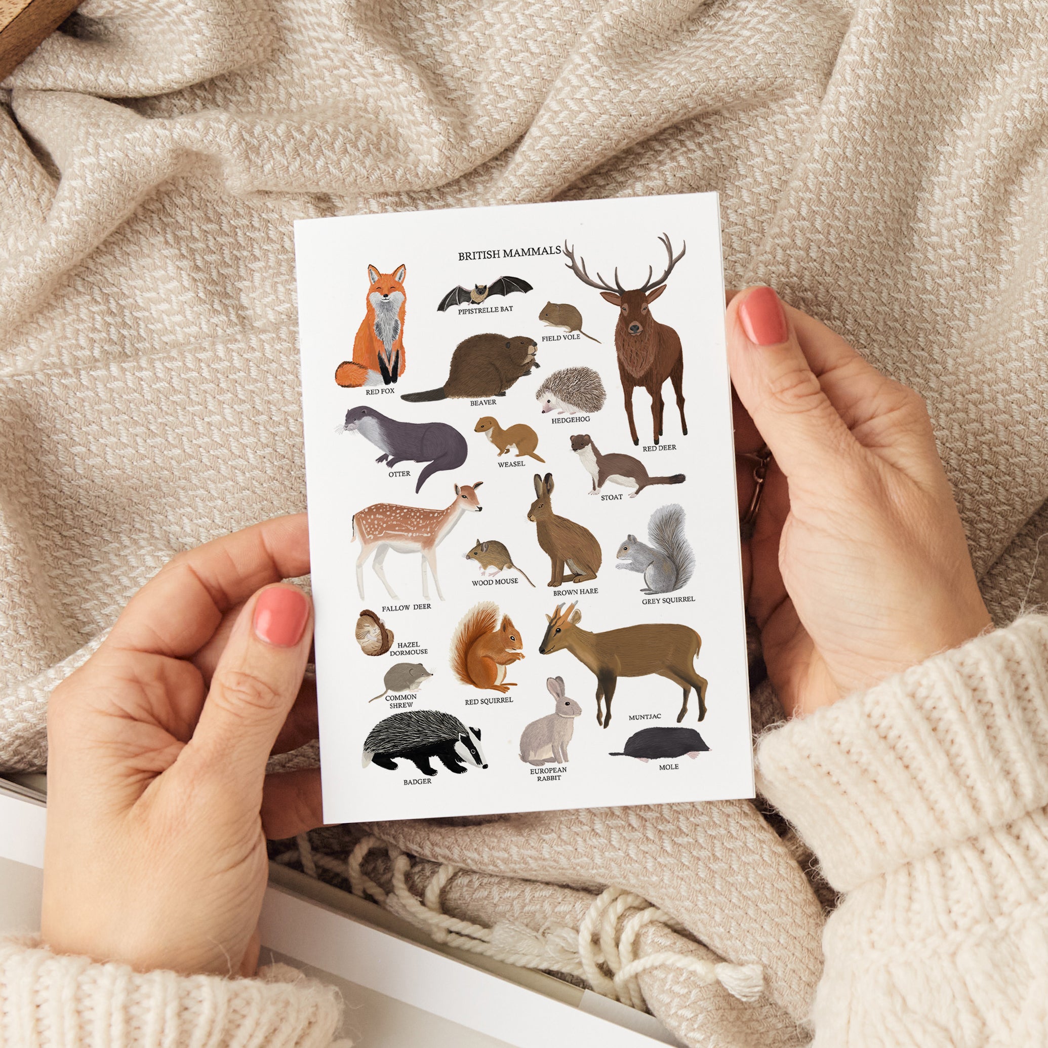 Postcards - SECONDS & CLEARANCE - Sarah Frances