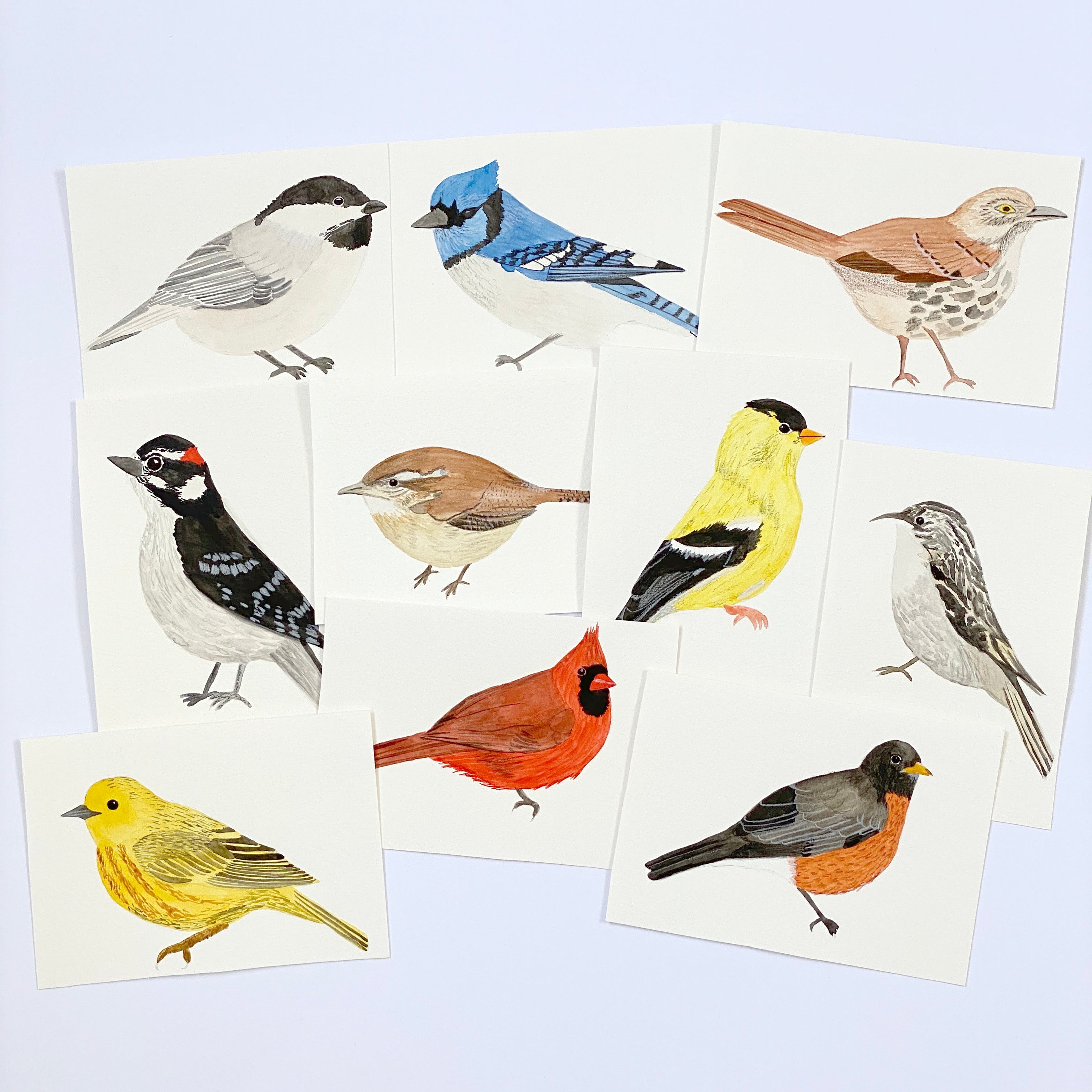 American Birds - Original 10x15cm Watercolour Paintings - By Sarah Frances - Sarah Frances