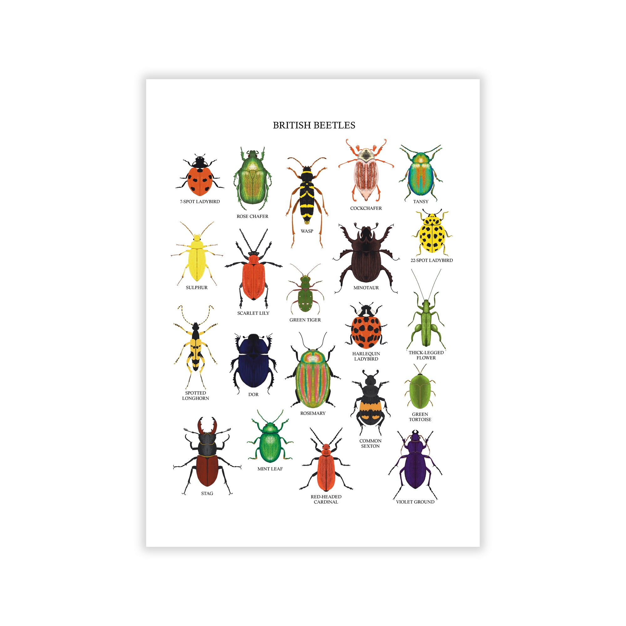 British Beetles Art Print - Sarah Frances