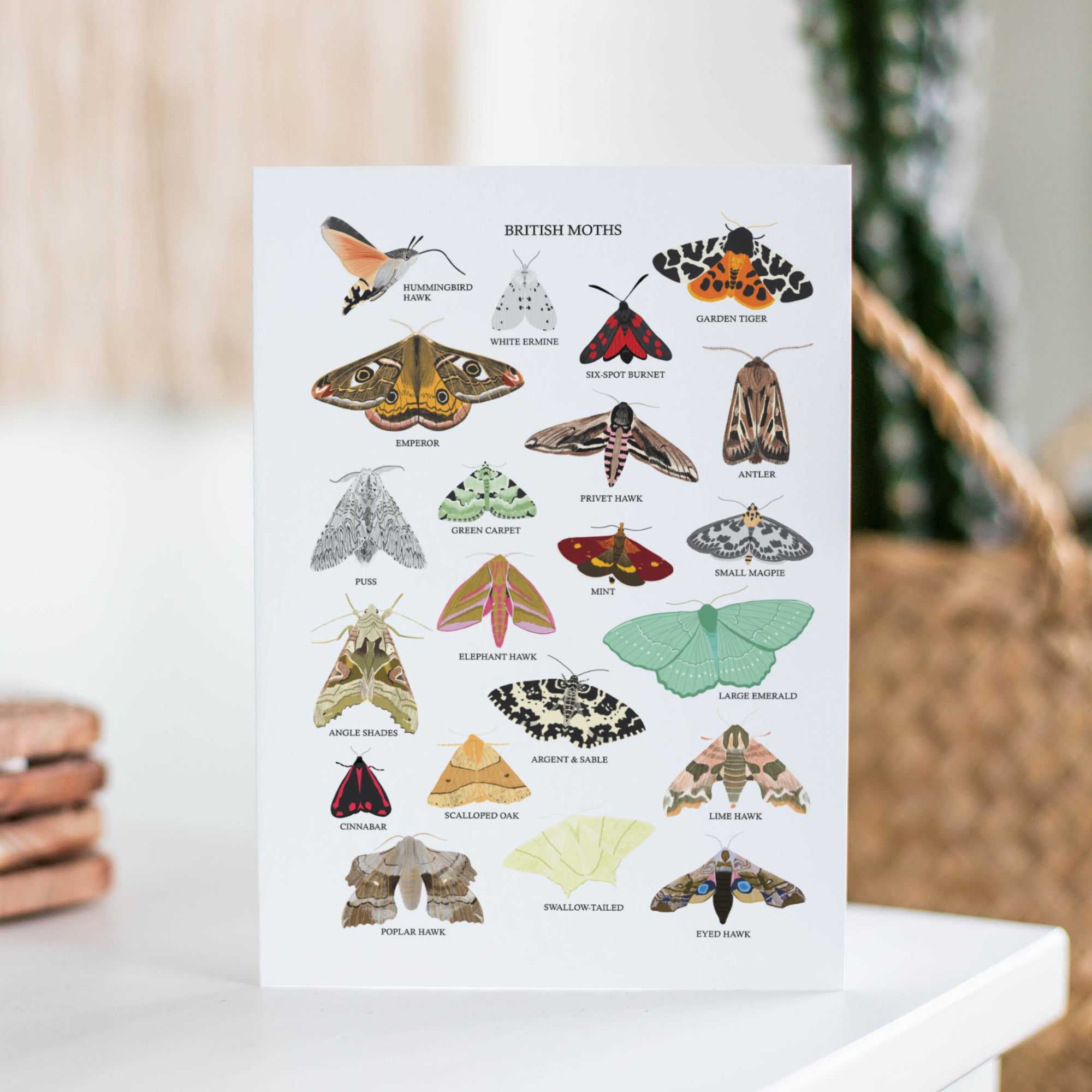 British Moths Greetings Card - Sarah Frances