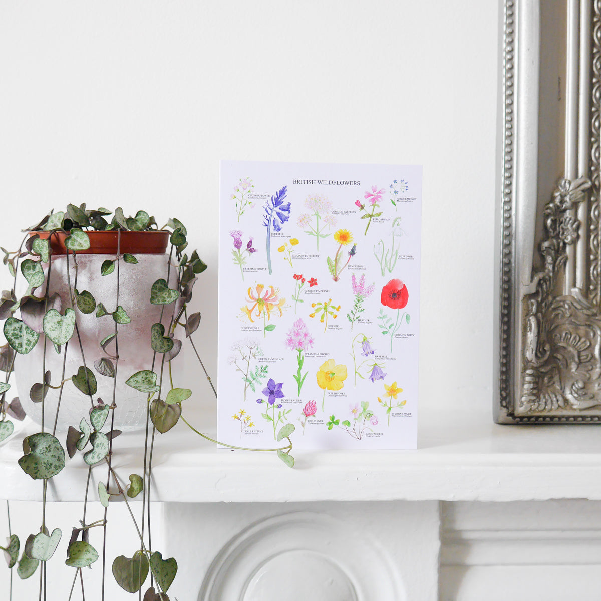 British Wildflowers Greetings Card - Sarah Frances