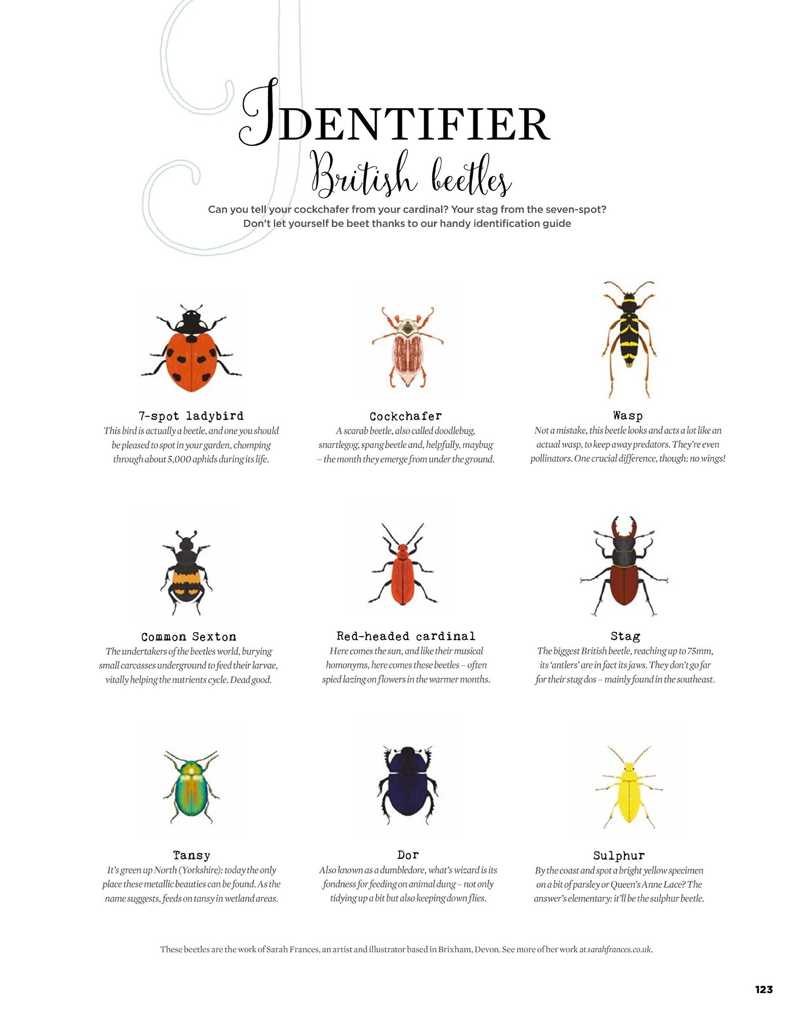 Spot illustrations of British Beetles for Simple Things magazine