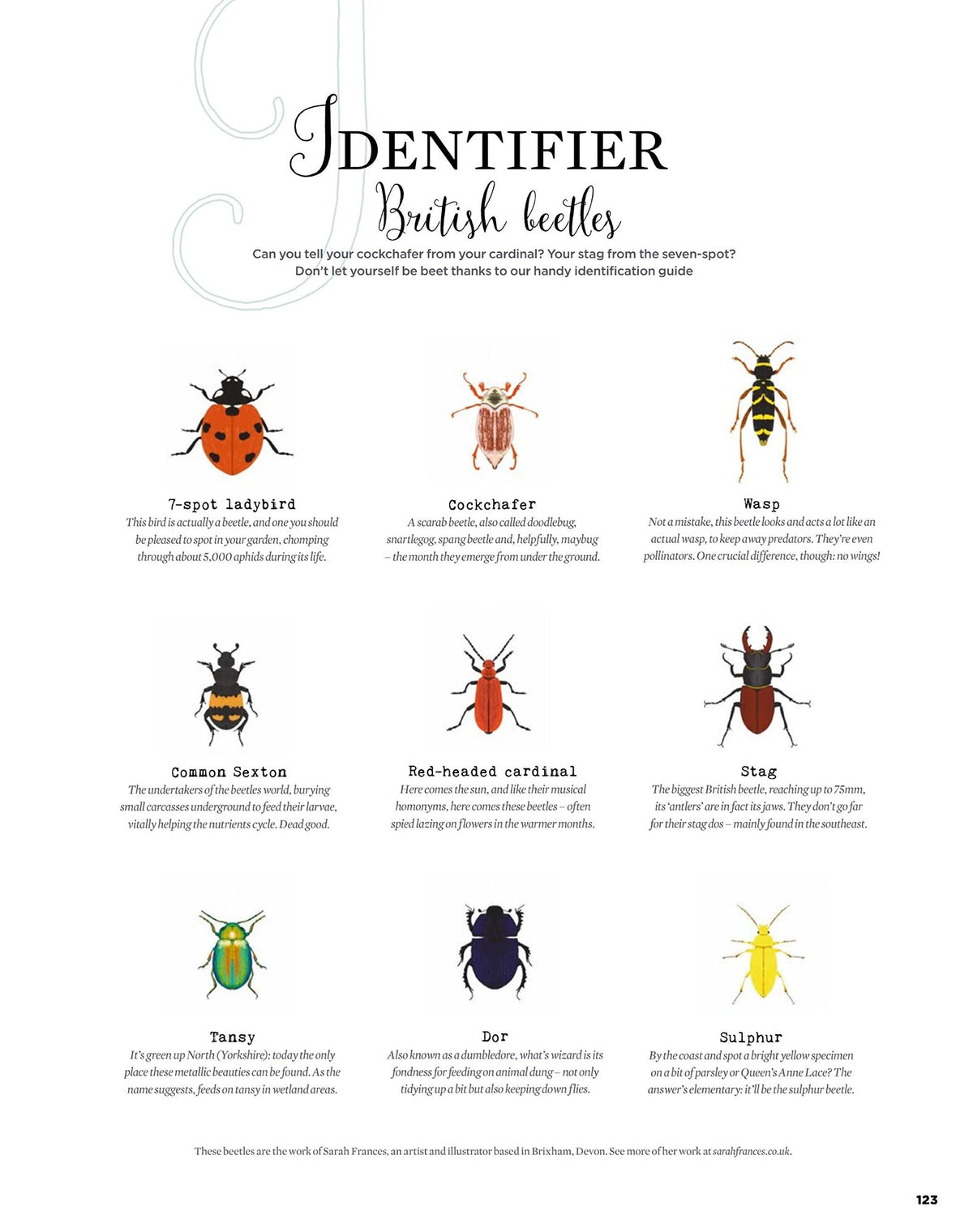 Spot illustrations of British Beetles for Simple Things magazine