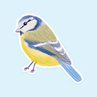 Blue Tit Vinyl Sticker - Sarah Frances 