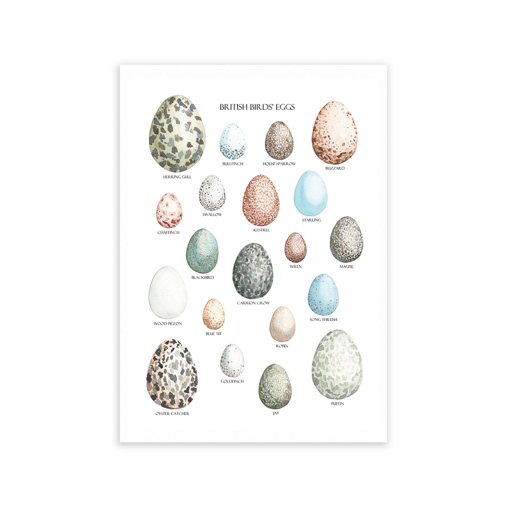 British Birds' Eggs Fine Art Print - Sarah Frances 