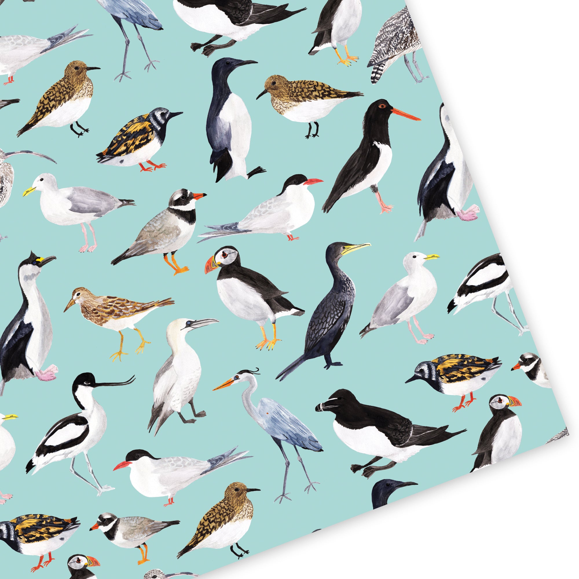British Coastal Birds Wrapping Paper - Sarah Frances 