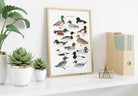 British Ducks Art Print - Sarah Frances 