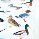 British Duck Stickers - Sarah Frances 