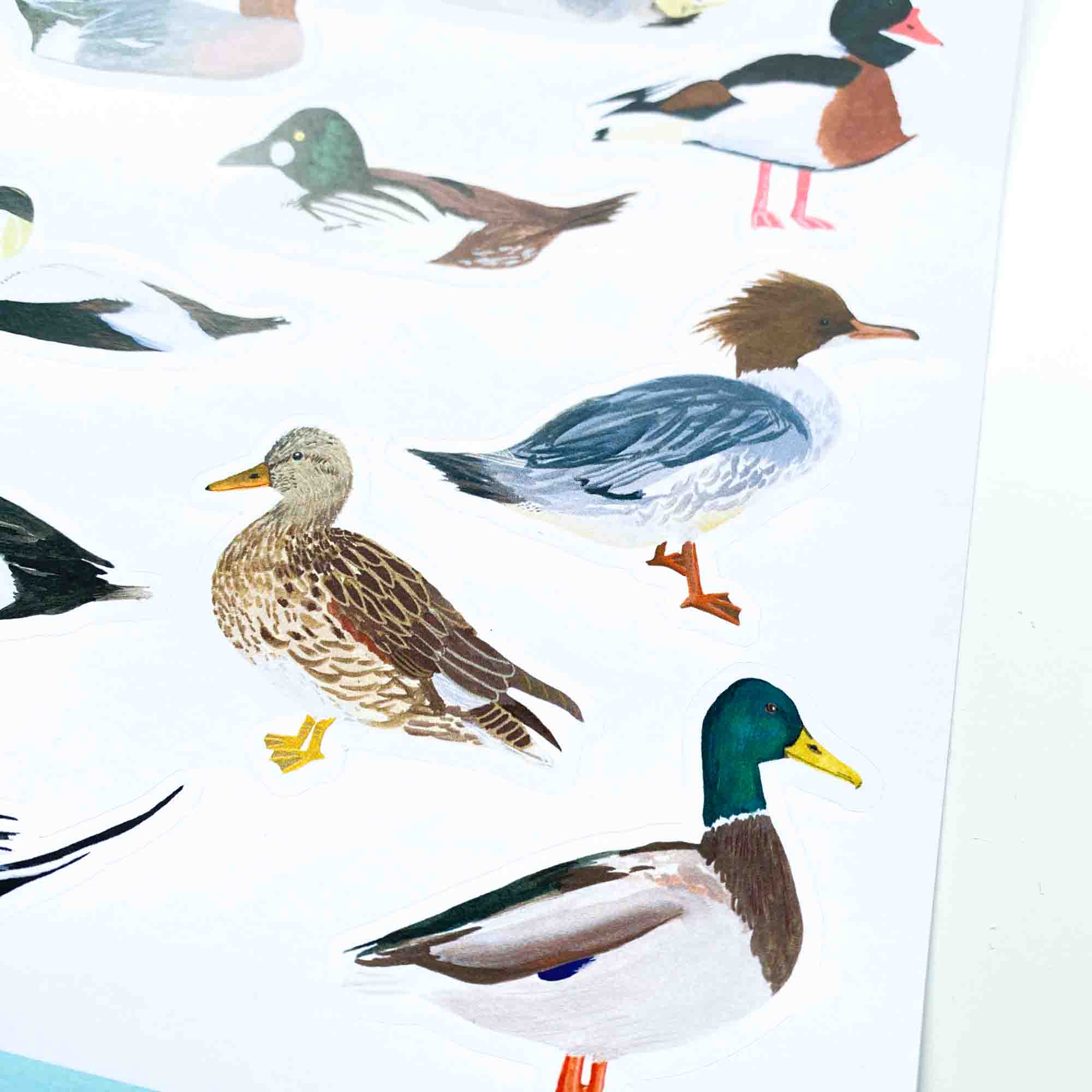 British Duck Stickers - Sarah Frances 