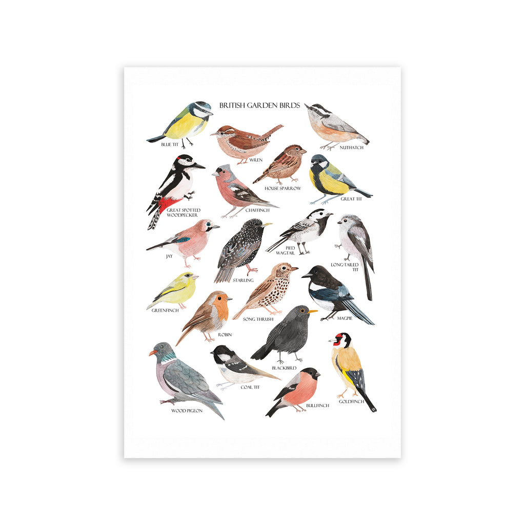 British Garden Birds Fine Art Print - Sarah Frances 