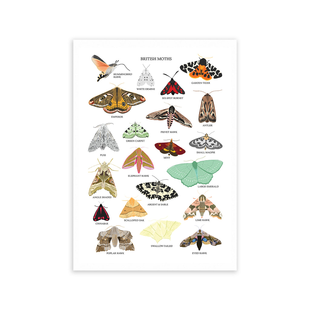 British Moths Fine Art Print - Sarah Frances 