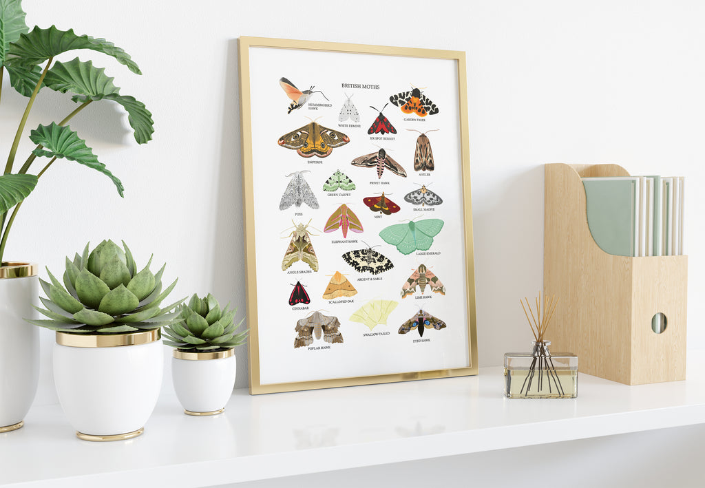 British Moths Art Print - Sarah Frances 