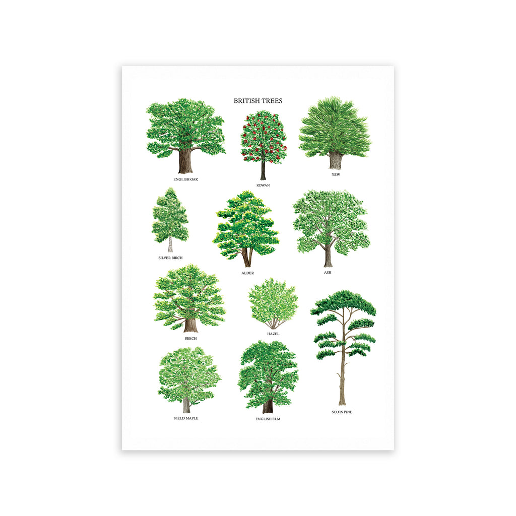 British Trees Art Print - Sarah Frances 