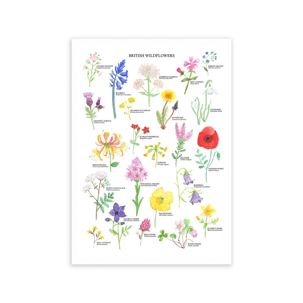 British Wildflowers Art Print - Sarah Frances 