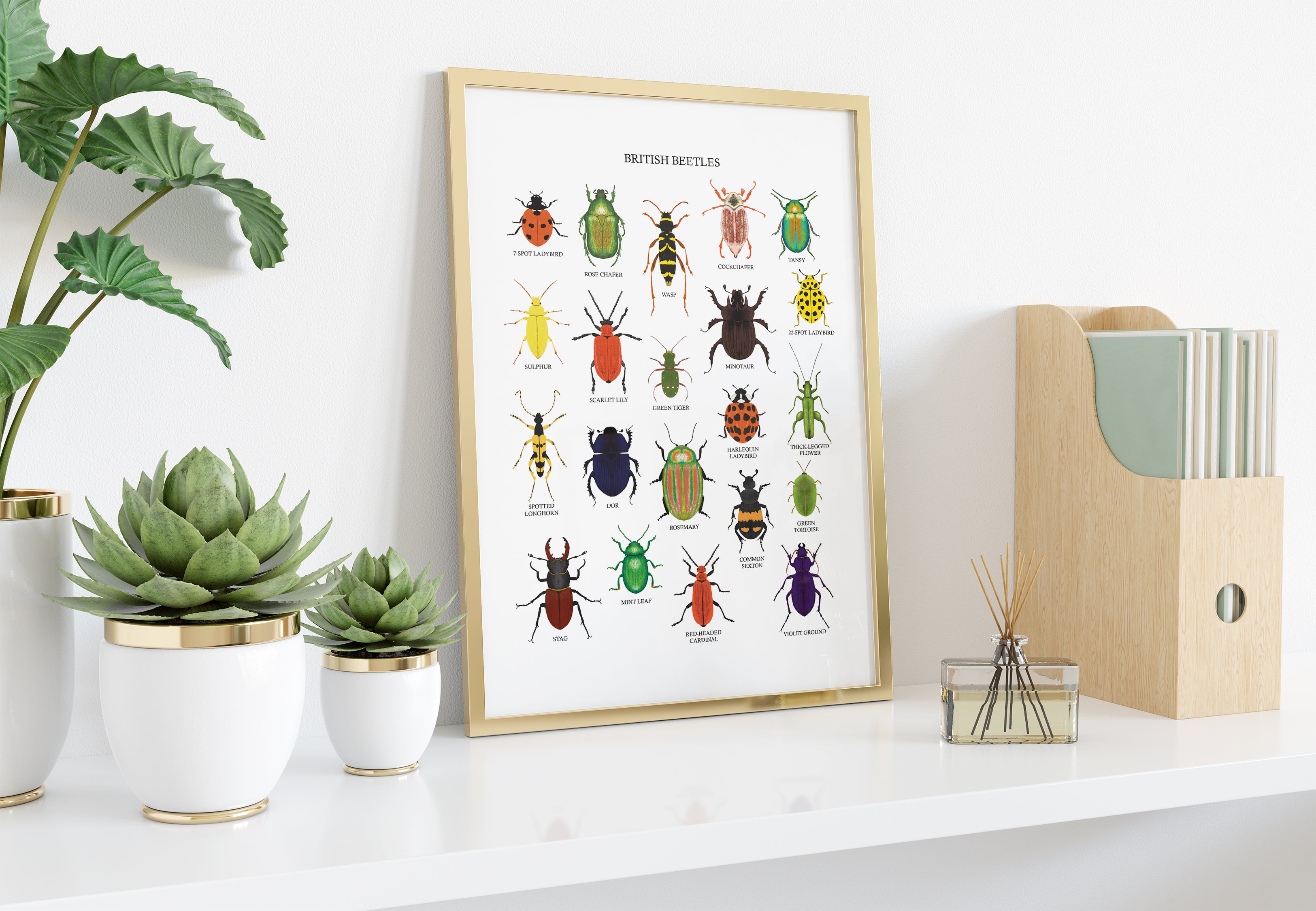 British Beetles Art Print - Sarah Frances 
