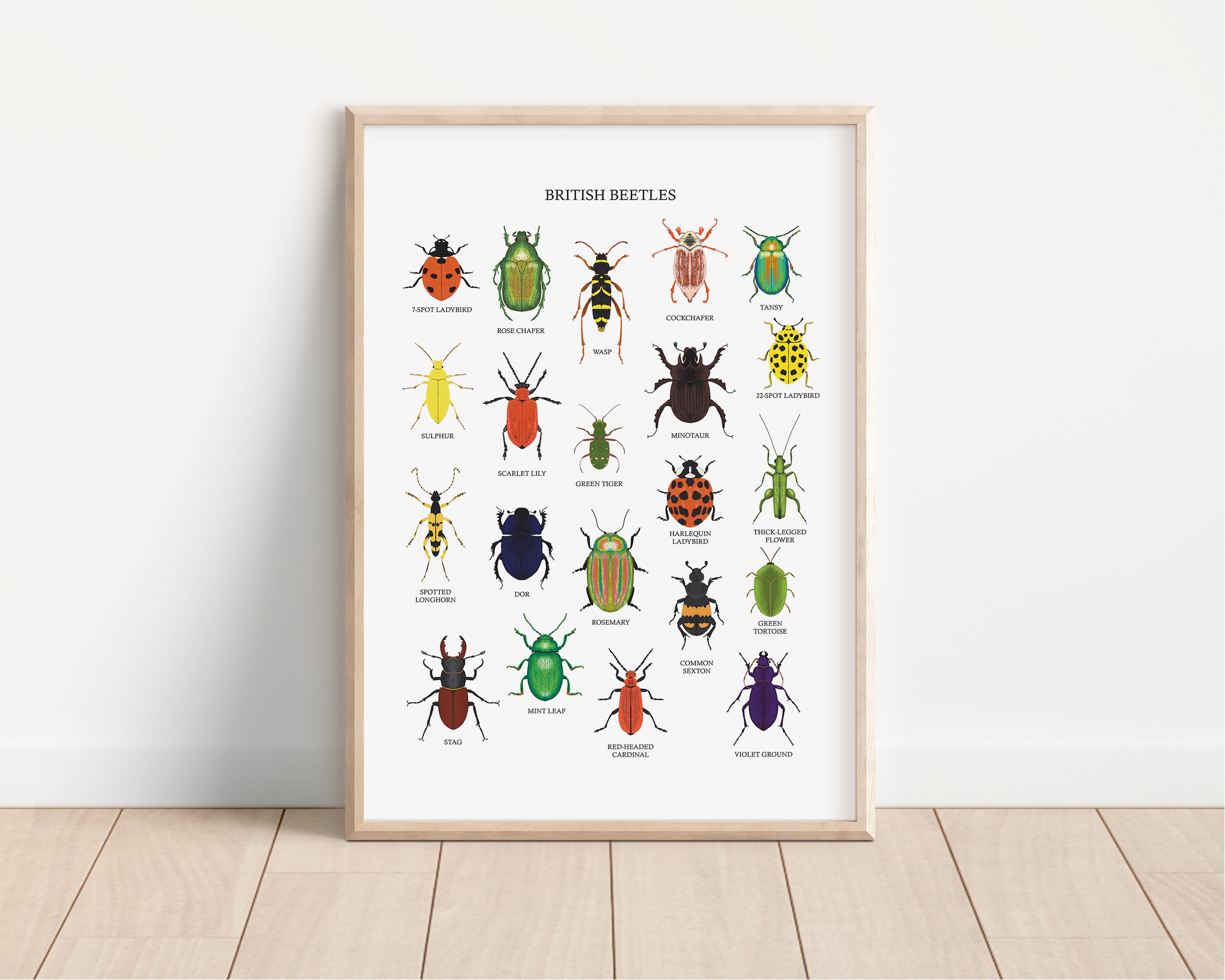 British Beetles Art Print - Sarah Frances 