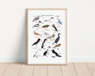 British Coastal Birds Art Print - Sarah Frances 