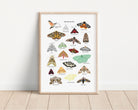 British Moths Art Print - Sarah Frances 