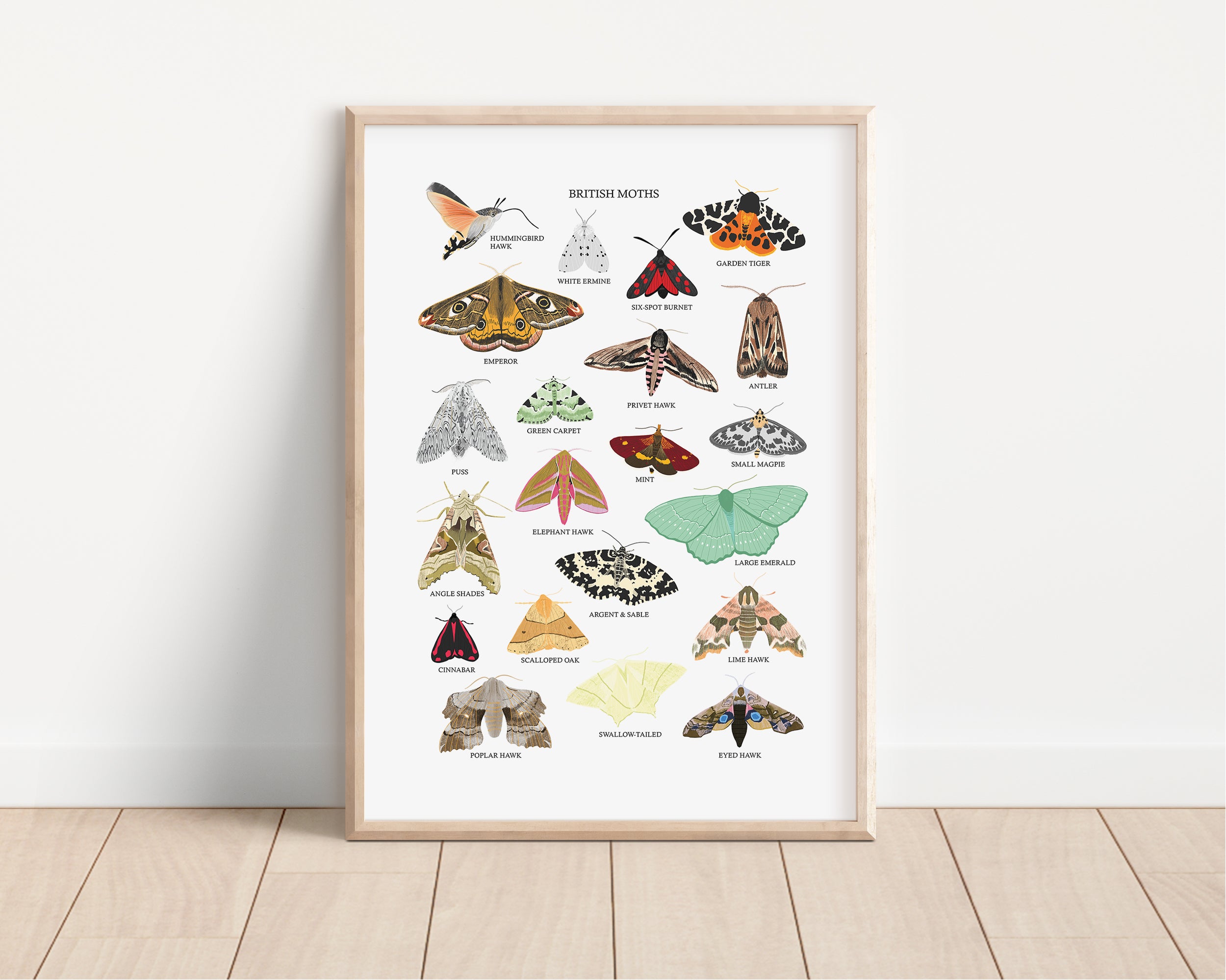 British Moths Art Print - Sarah Frances 