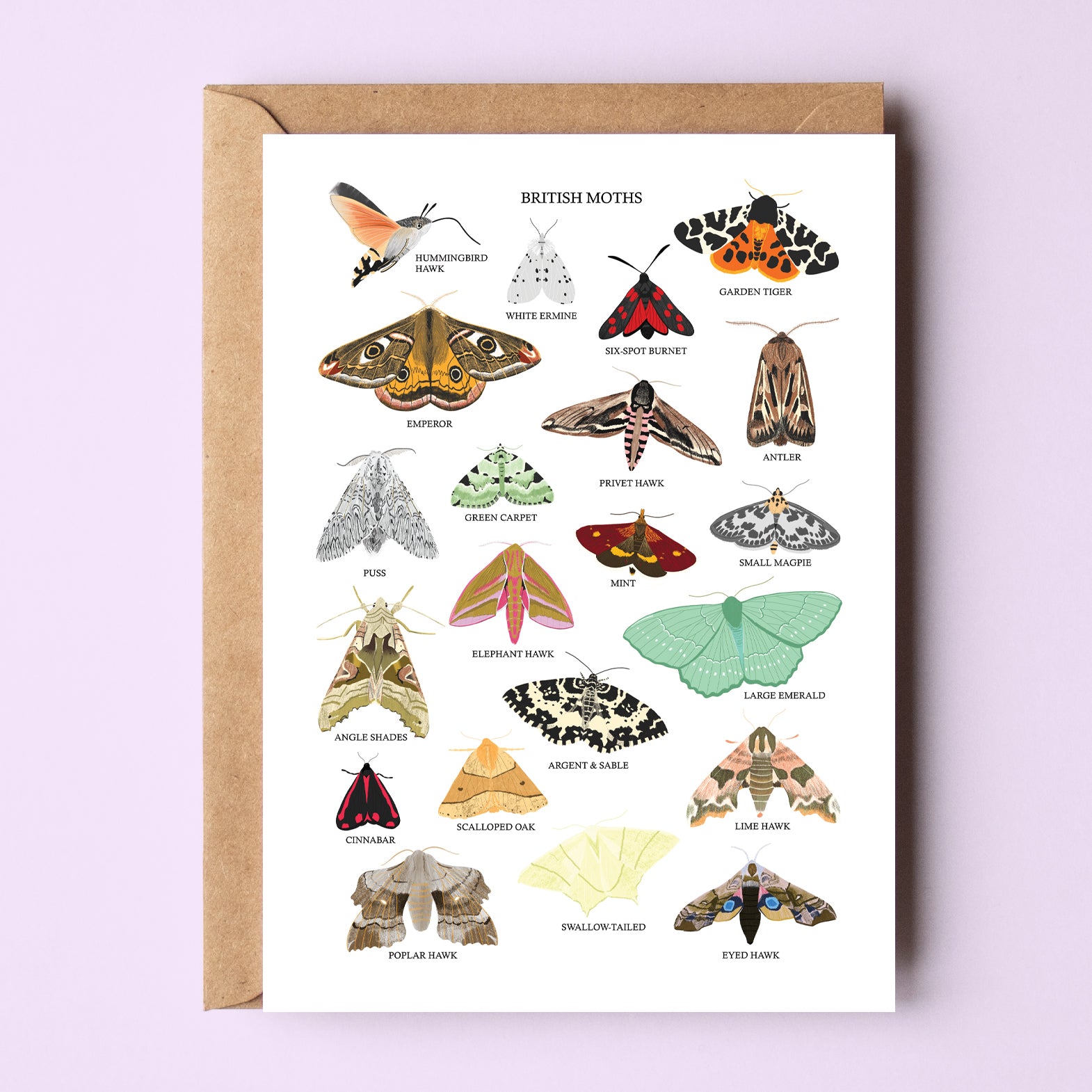 British Moths Greetings Card - Sarah Frances 