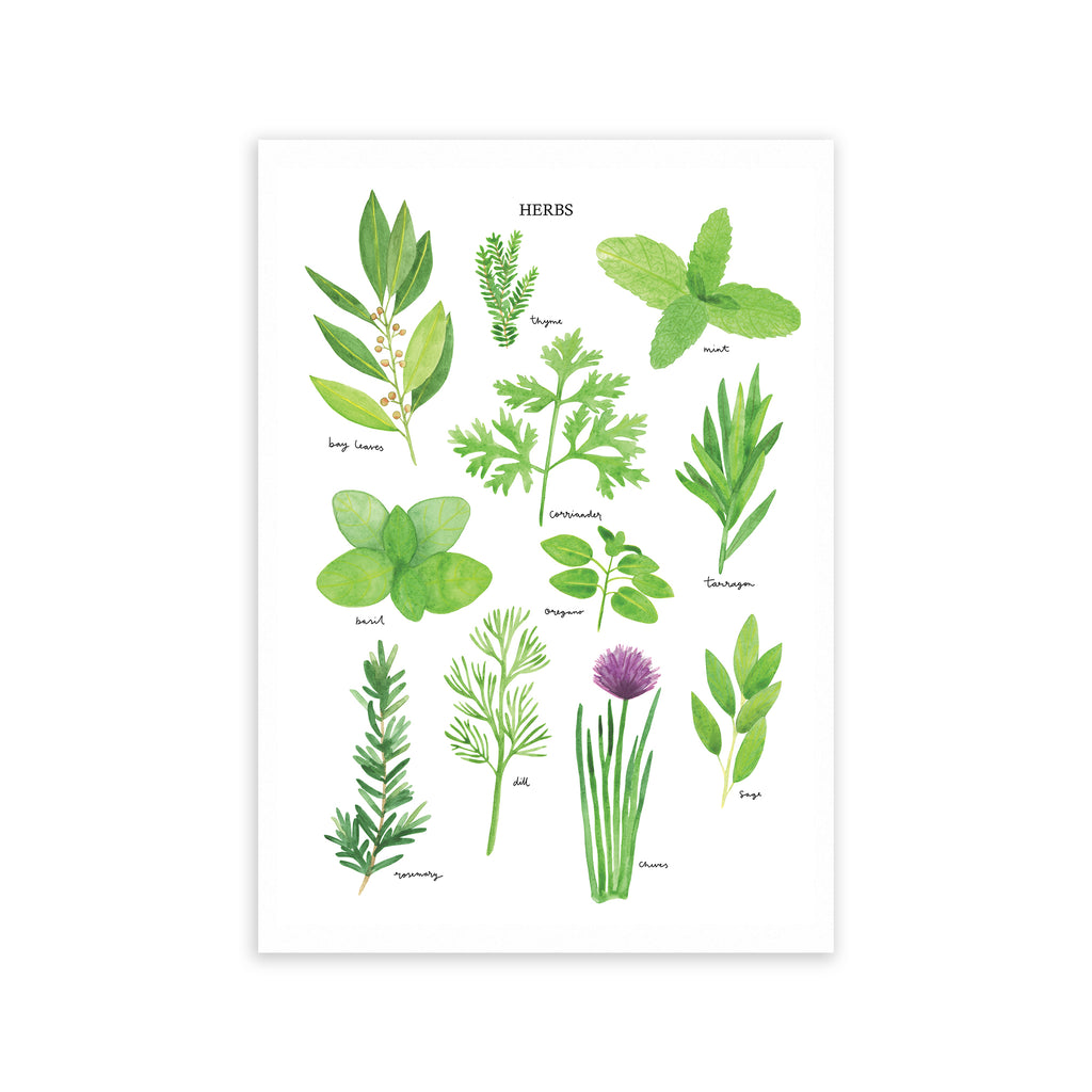 Herbs Art Print - Sarah Frances 