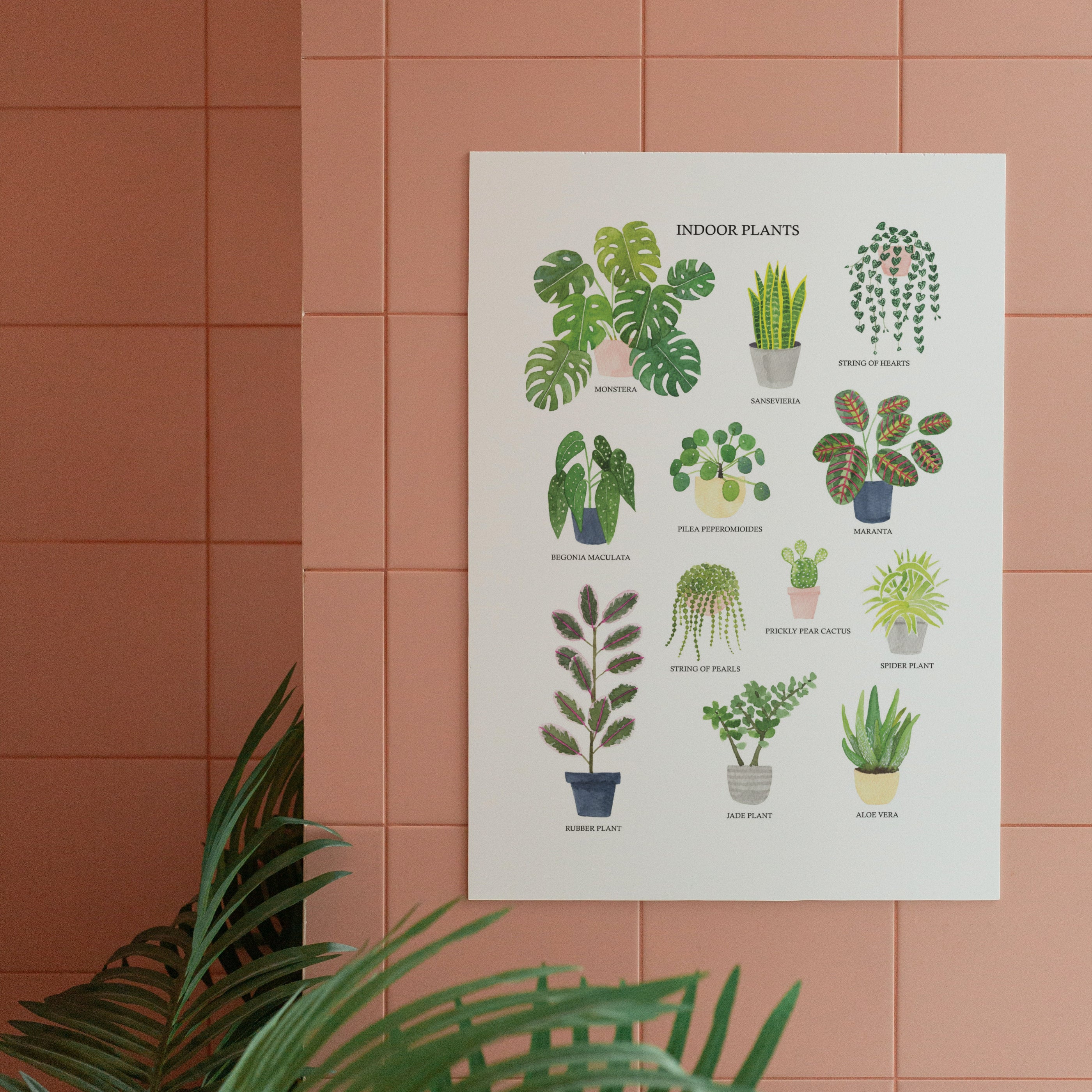 Indoor Plants Fine Art Print - Sarah Frances 