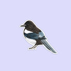 Magpie Vinyl Sticker - Sarah Frances 