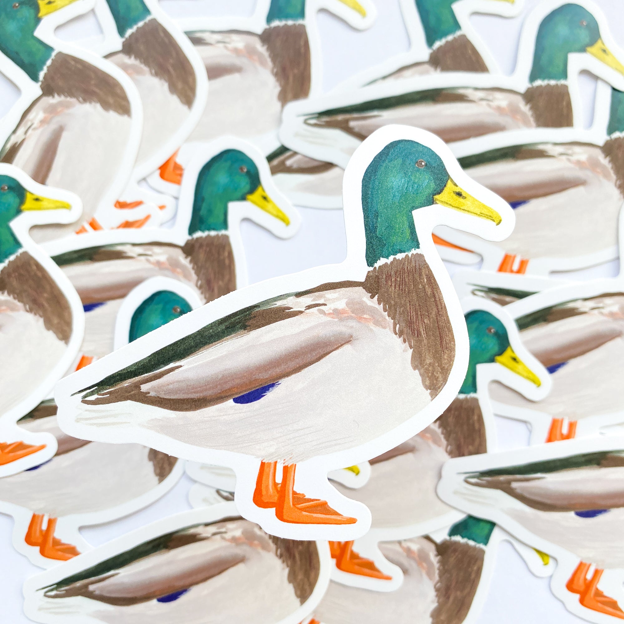 Mallard Duck Vinyl Sticker - Sarah Frances 
