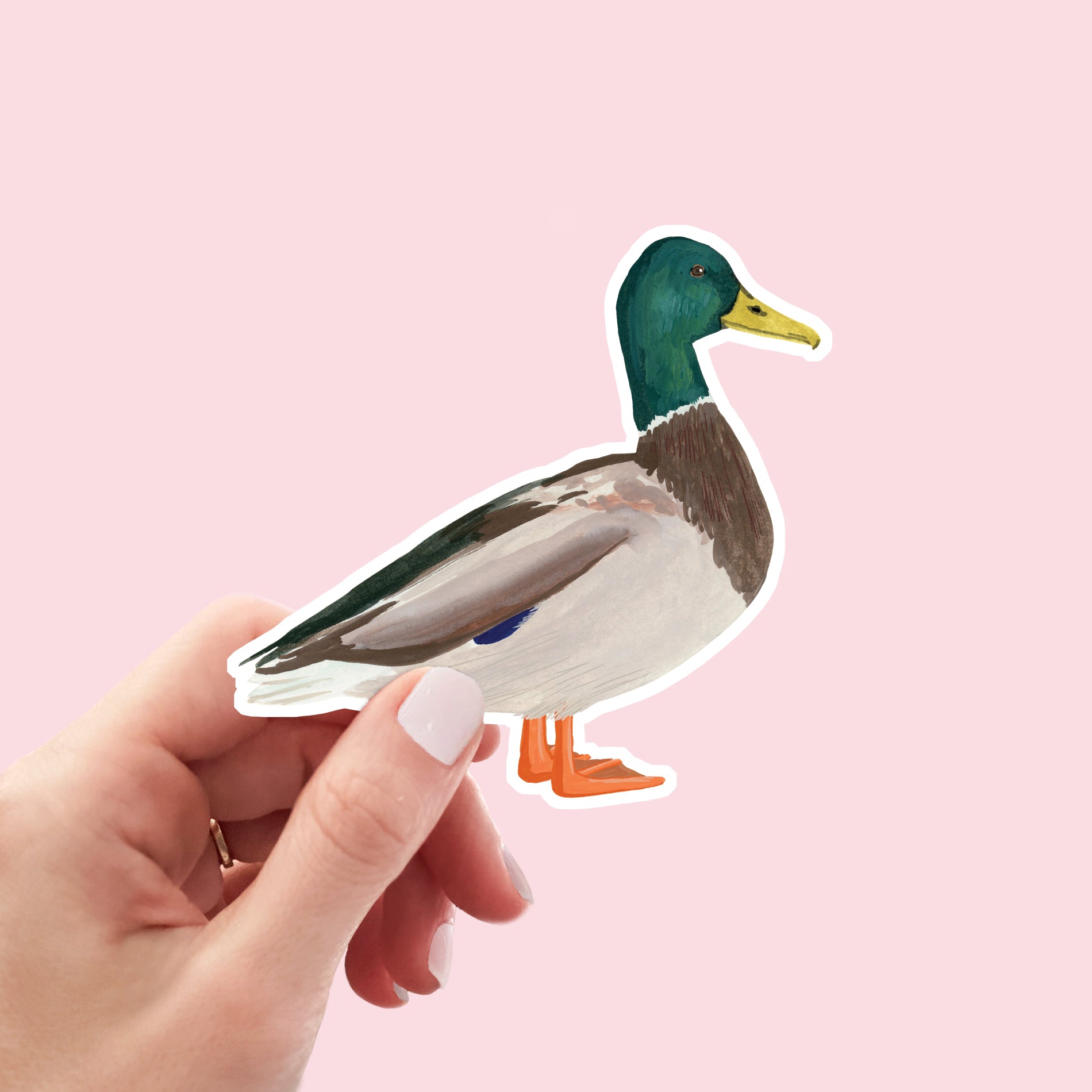Mallard Duck Vinyl Sticker - Sarah Frances 