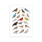 North American Birds Art Print - Sarah Frances 