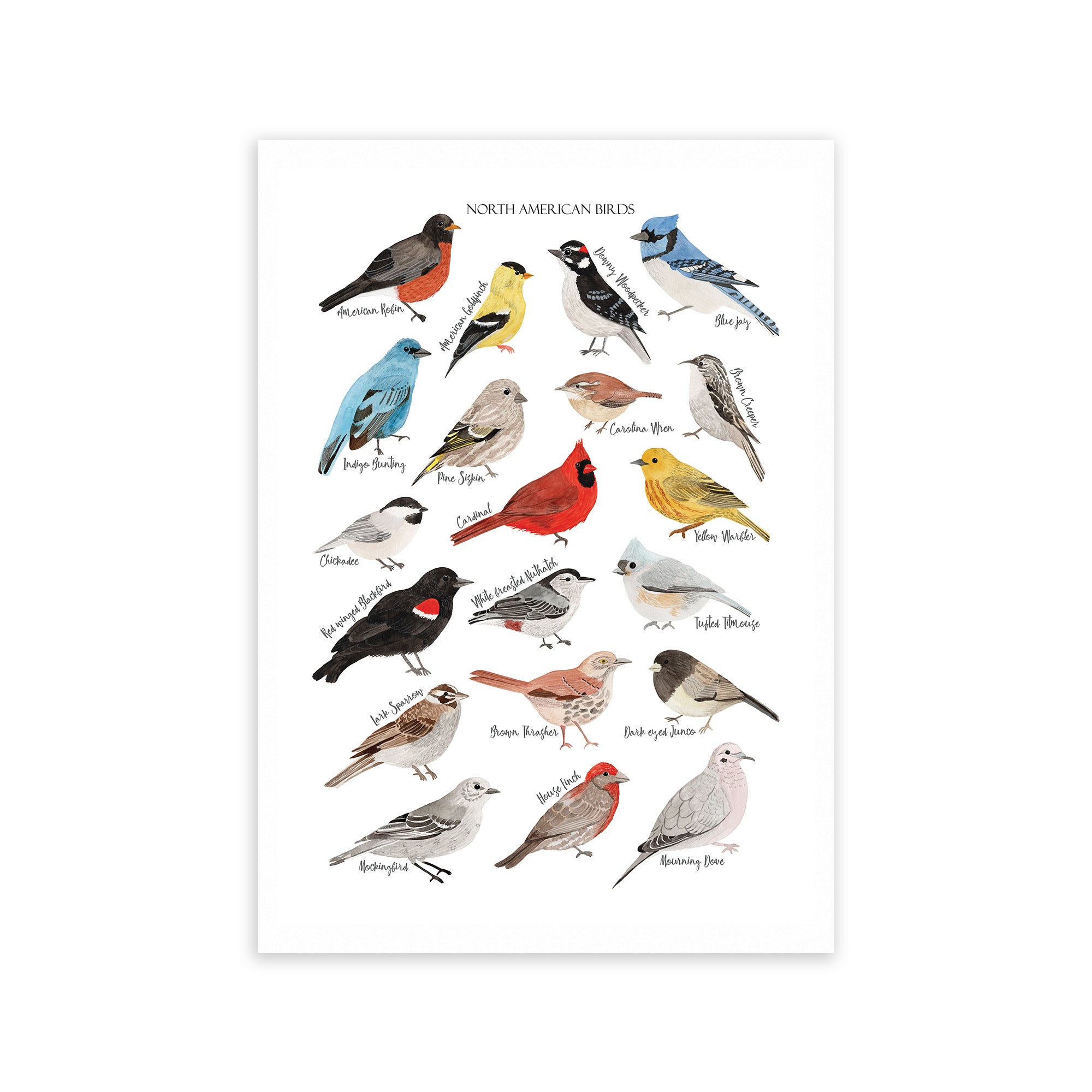 North American Birds Art Print - Sarah Frances 