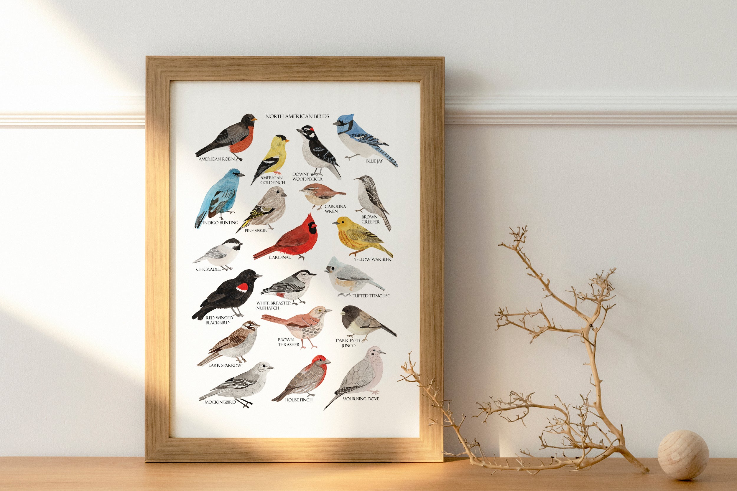 North American Birds Art Print - Sarah Frances 