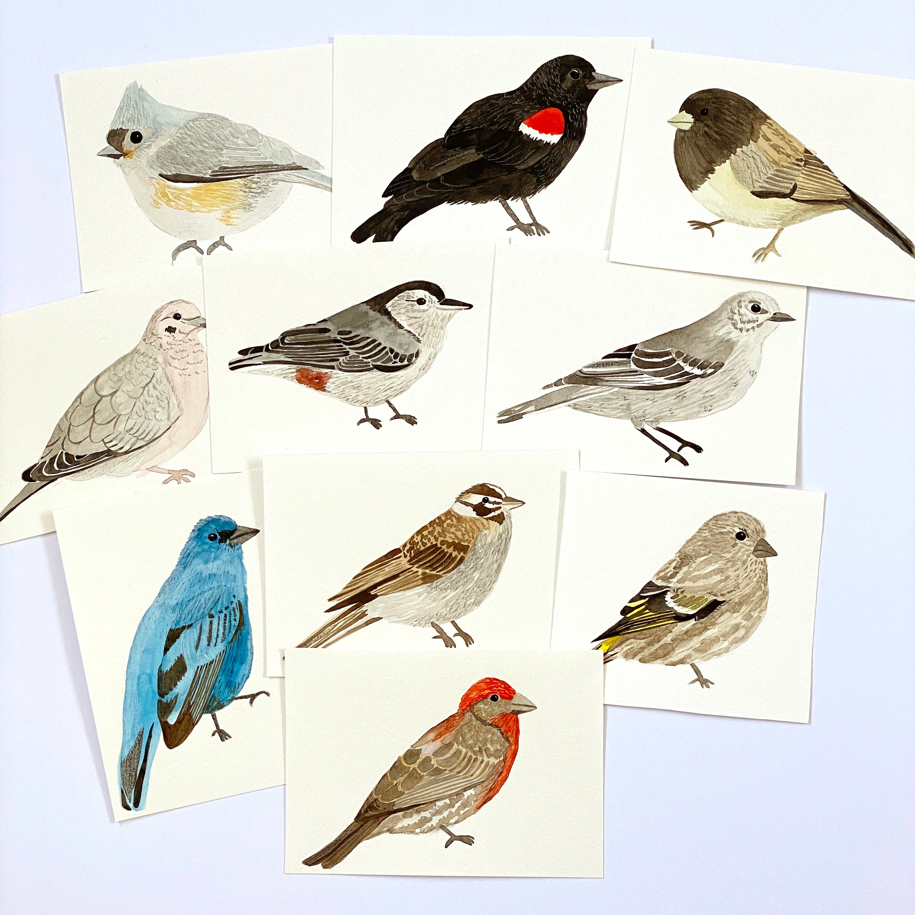 American Birds - Original 10x15cm Watercolour Paintings - By Sarah Frances - Sarah Frances 