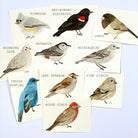 American Birds - Original 10x15cm Watercolour Paintings - By Sarah Frances - Sarah Frances 